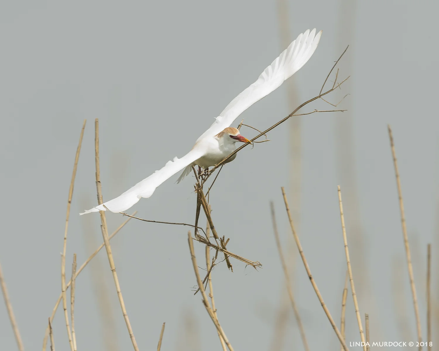 Here is a nice stick for you Nikon D810 with NIKKOR 500mm f/4E VR + Nikon 1.4x TC ~ 1/2000 sec f/7.1 ISO 1000; tripod