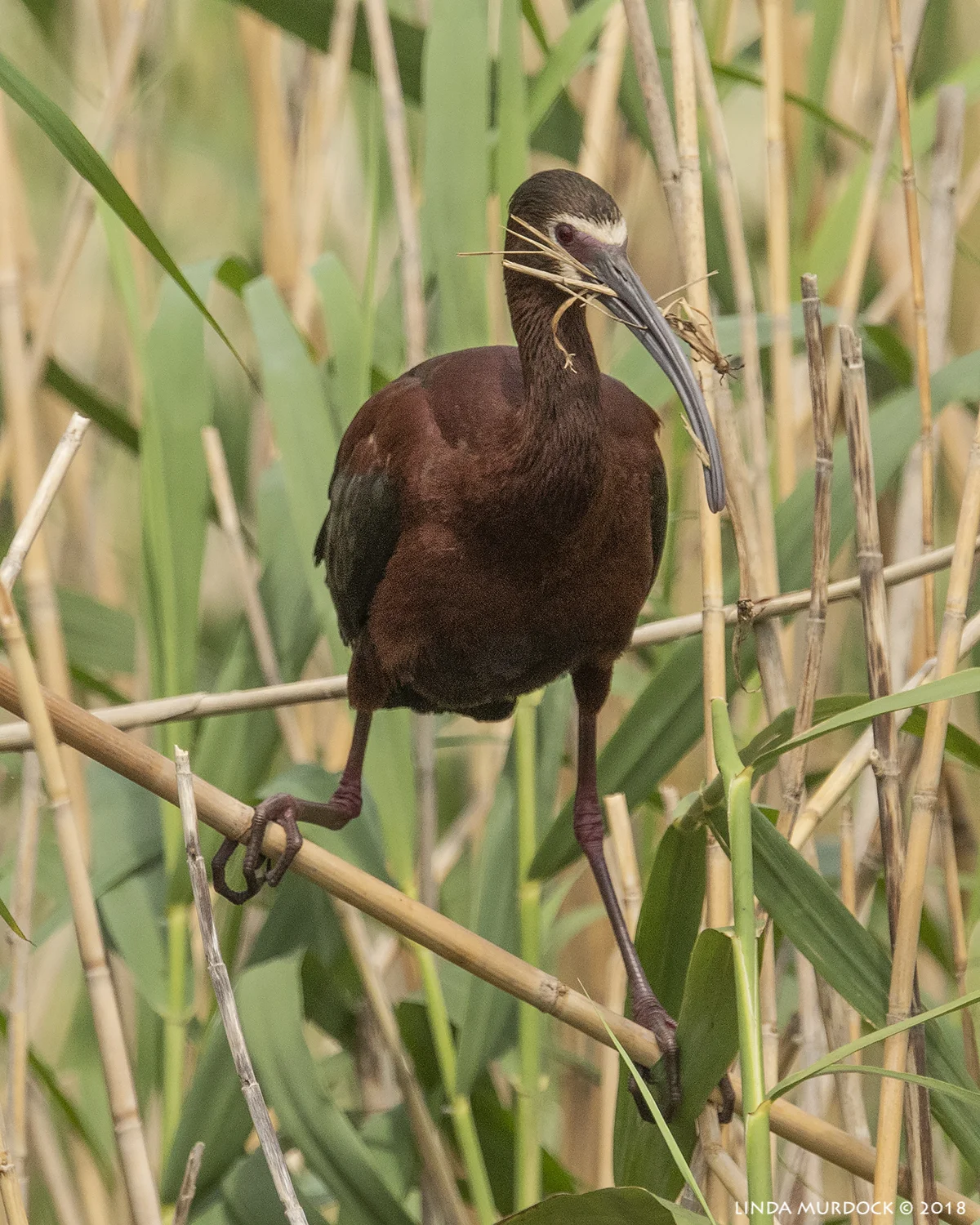 Now, to find the nest... Nikon D810 with NIKKOR 500mm f/4E VR + Nikon 1.4x TC ~ 1/2500 sec f/8.0 ISO 1250; tripod
