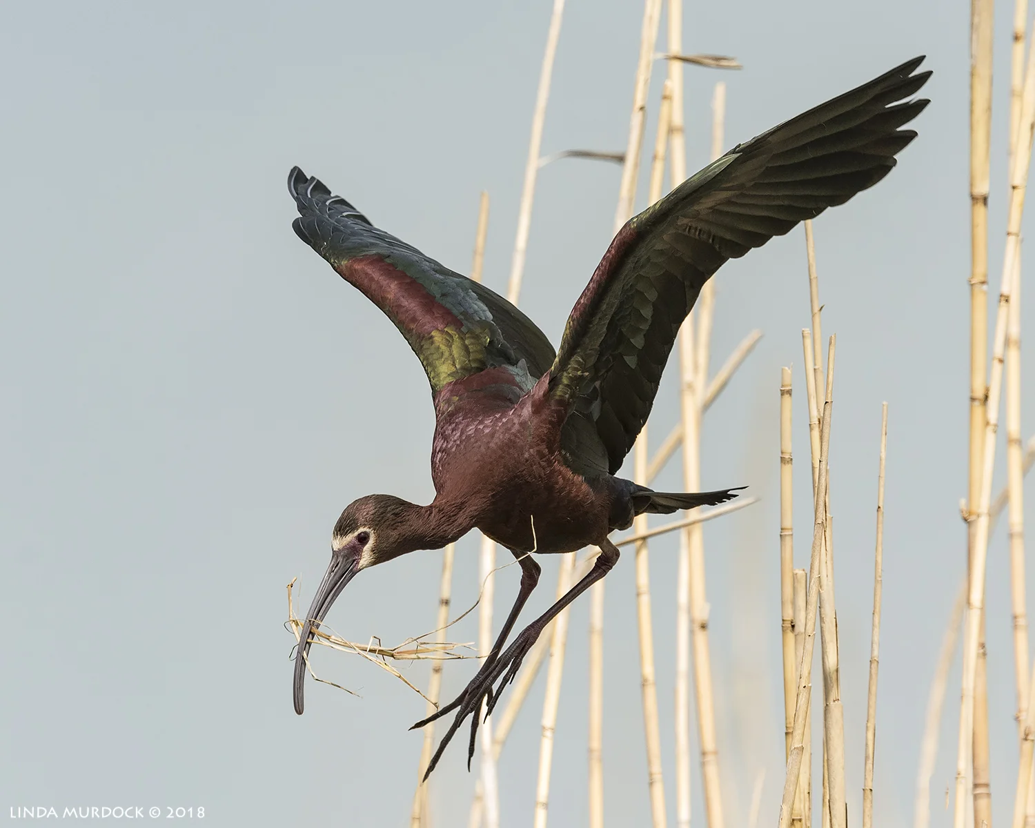 White-faced Ibis with nesting materials Nikon D810 with NIKKOR 500mm f/4E VR + Nikon 1.4x TC ~ 1/2500 sec f/7.1 ISO 1250; tripod