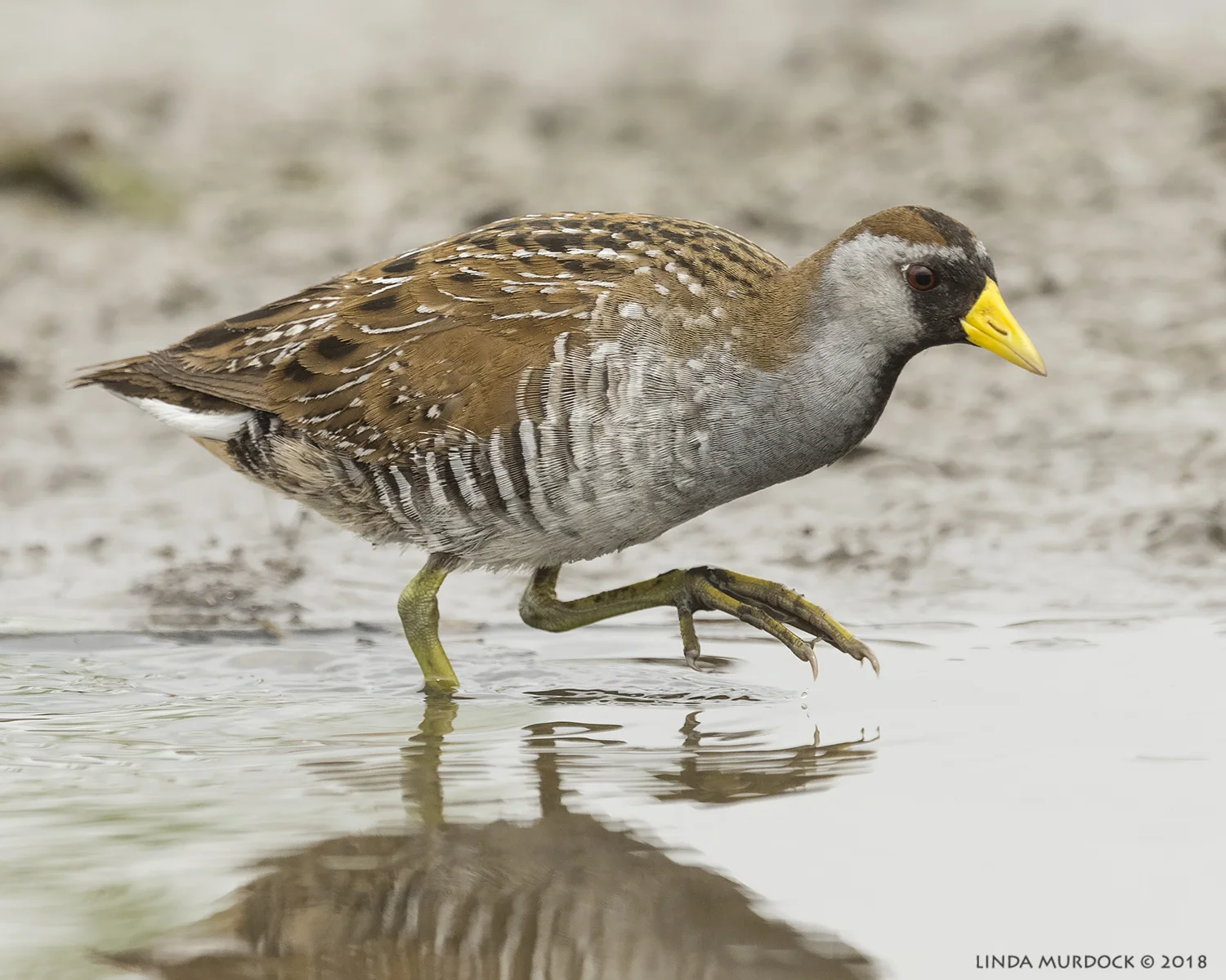 Showing off that foot... Nikon D810 with NIKKOR 500mm f/4E VR + Nikon 1.4x TC ~ 1/2000 sec f/7.1 ISO 1000; tripod