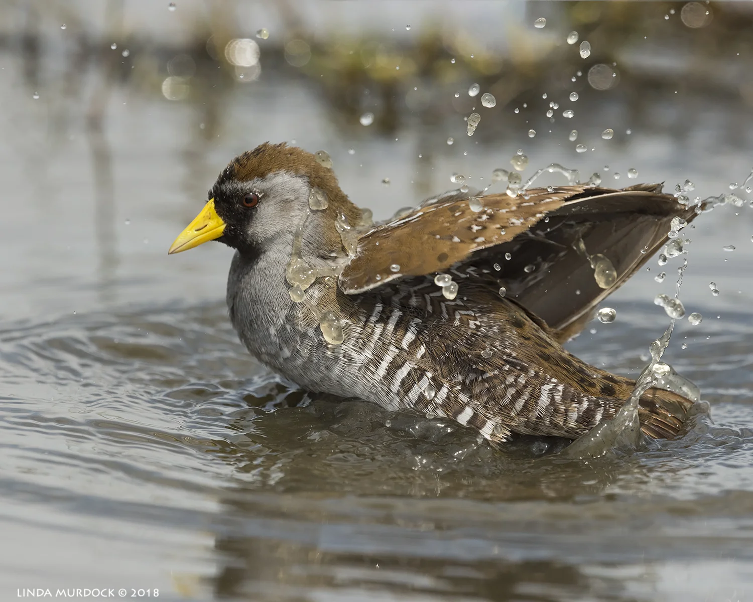 Bath time Nikon D810 with NIKKOR 500mm f/4E VR + Nikon 1.4x TC ~ 1/2500 sec f/9.0 ISO 640; tripod