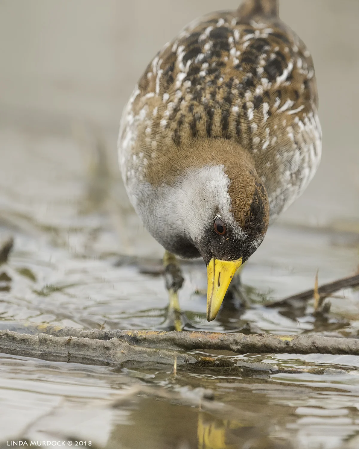 Close up Nikon D810 with NIKKOR 500mm f/4E VR + Nikon 1.4x TC ~ 1/2000 sec f/8.0 ISO 1000; tripod