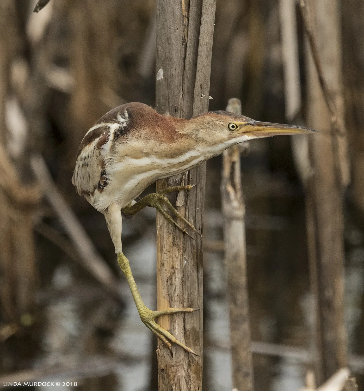 OMG it is a Least Bittern! Nikon D810 with NIKKOR 500mm f/4E VR + Nikon 1.4x TC ~ 1/2500 sec f/7.1 ISO 1000; I don't remember