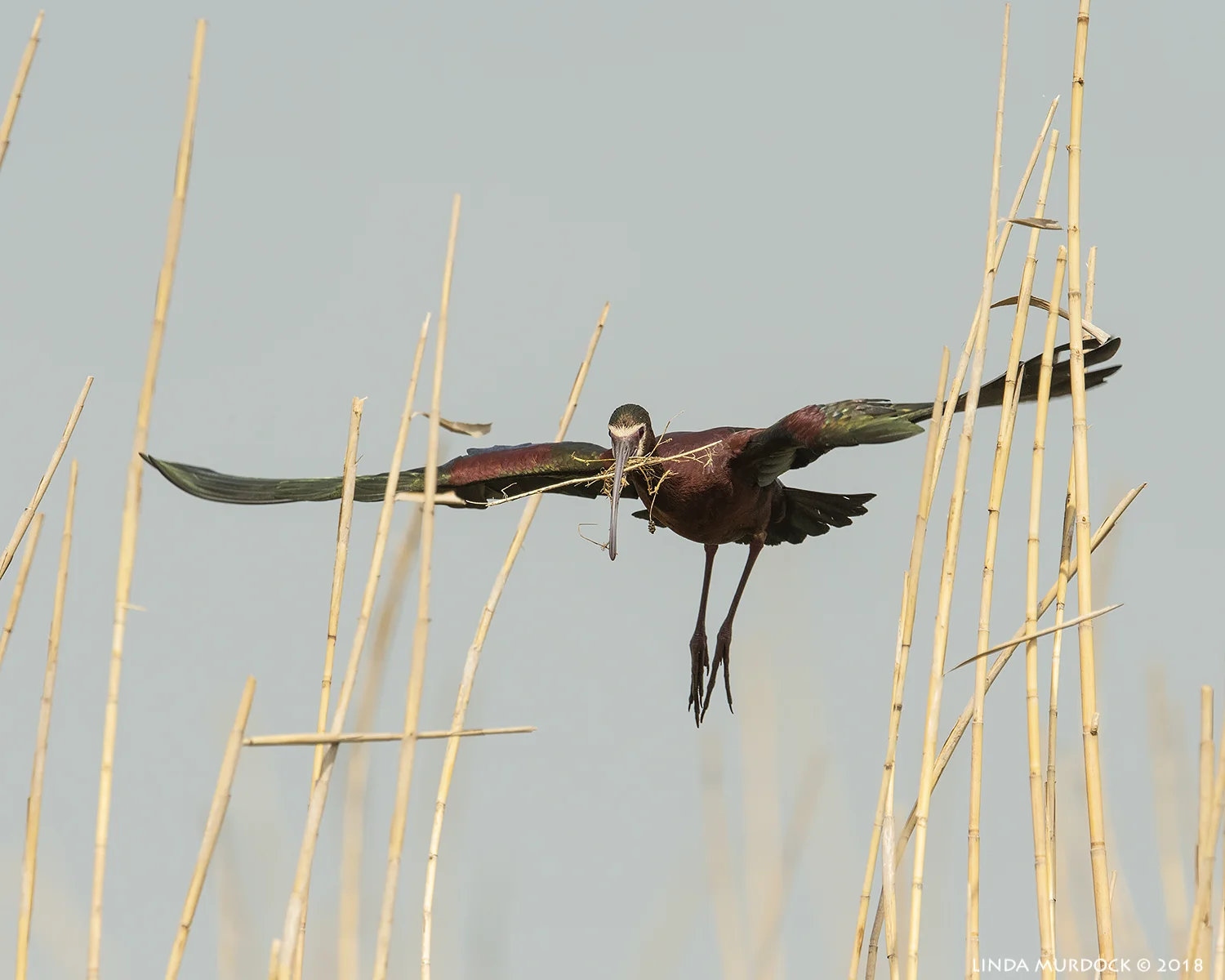 In between the bamboo Nikon D810 with NIKKOR 500mm f/4E VR + Nikon 1.4x TC ~ 1/2500 sec f/8.0 ISO 1000; tripod