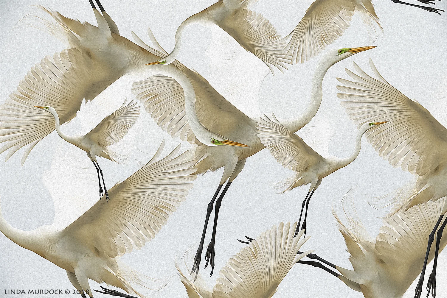 All the pretty egrets...