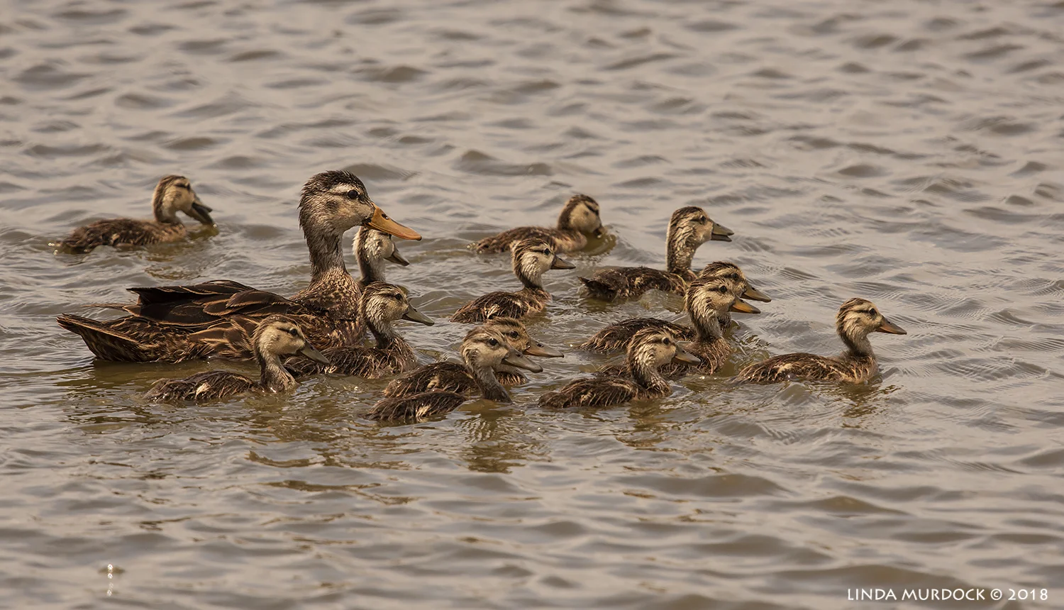 Mom and the kids... Nikon D810 with NIKKOR 300mm f/4E PF + Nikon 1.4x TC ~ 1/2500 sec f/7.1 ISO 500; hand-held