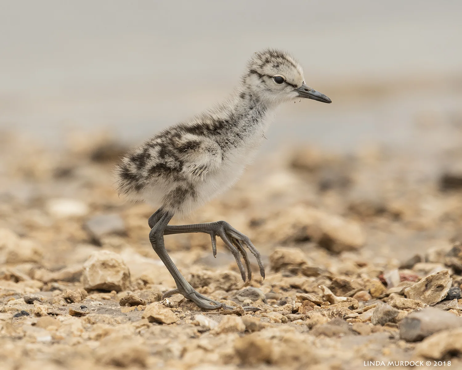 Almost full-sized feet on a little body Nikon D810 with NIKKOR 500mm f/4E VR + Nikon 1.4x TC ~ 1/1600 sec f/8.0 ISO 1250; tripod