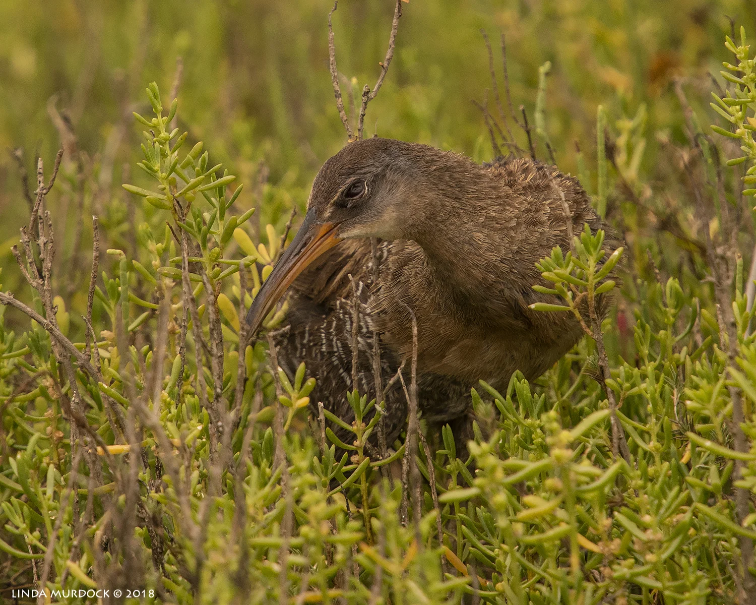 Mom coming to check us out... Nikon D810 with NIKKOR 300mm f/4E PF + Nikon 1.7x TC ~ 1/2000 sec f/6.7 ISO 800; hand-held