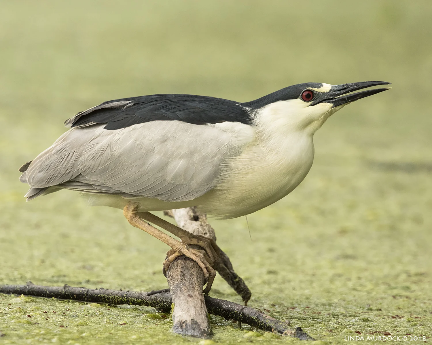 Another pose... Nikon D810 with NIKKOR 500mm f/4E VR + Nikon 1.7x TC ~ 1/1600 sec f/8.0 ISO 1000; tripod
