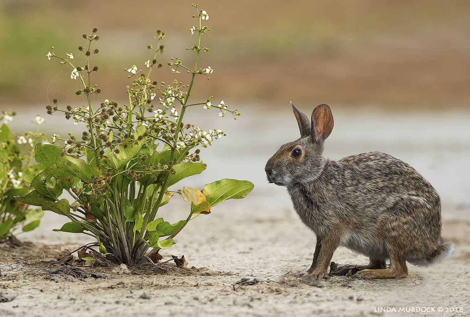 Bunny and the bush...