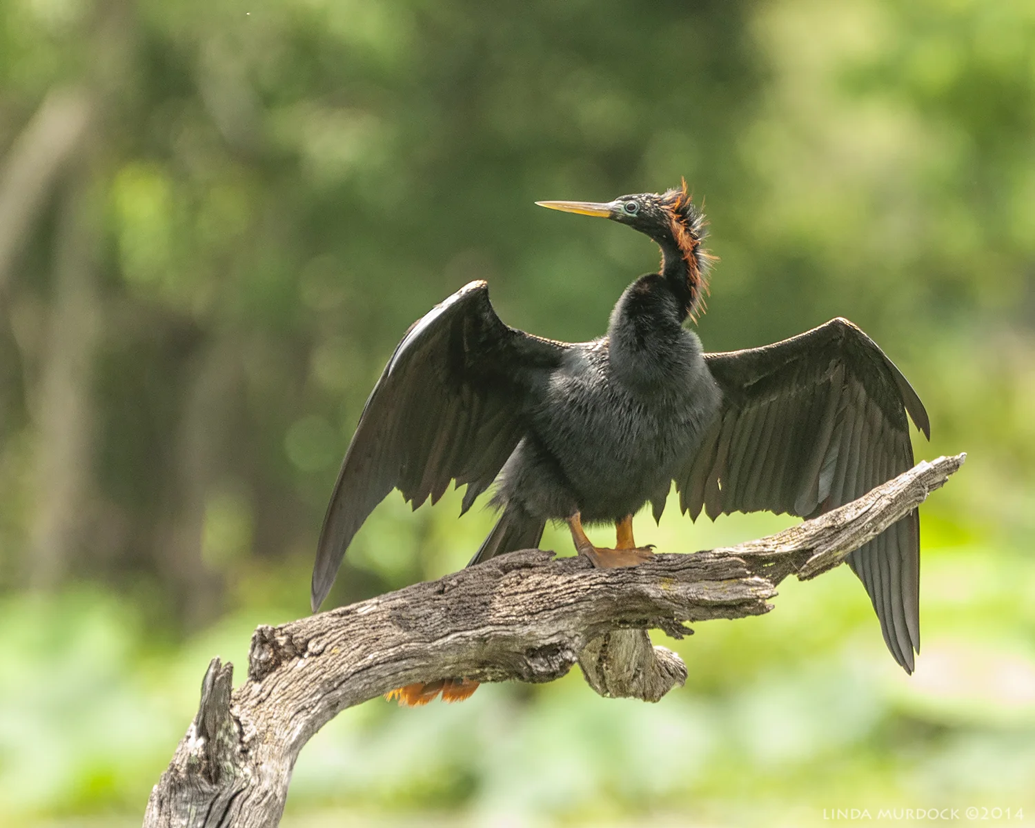 Wing drying or thermoregulation ? Sony A700 with Sony 70-400 mm f/5.6 G ~ 1/500 sec f/5.6 ISO 1000