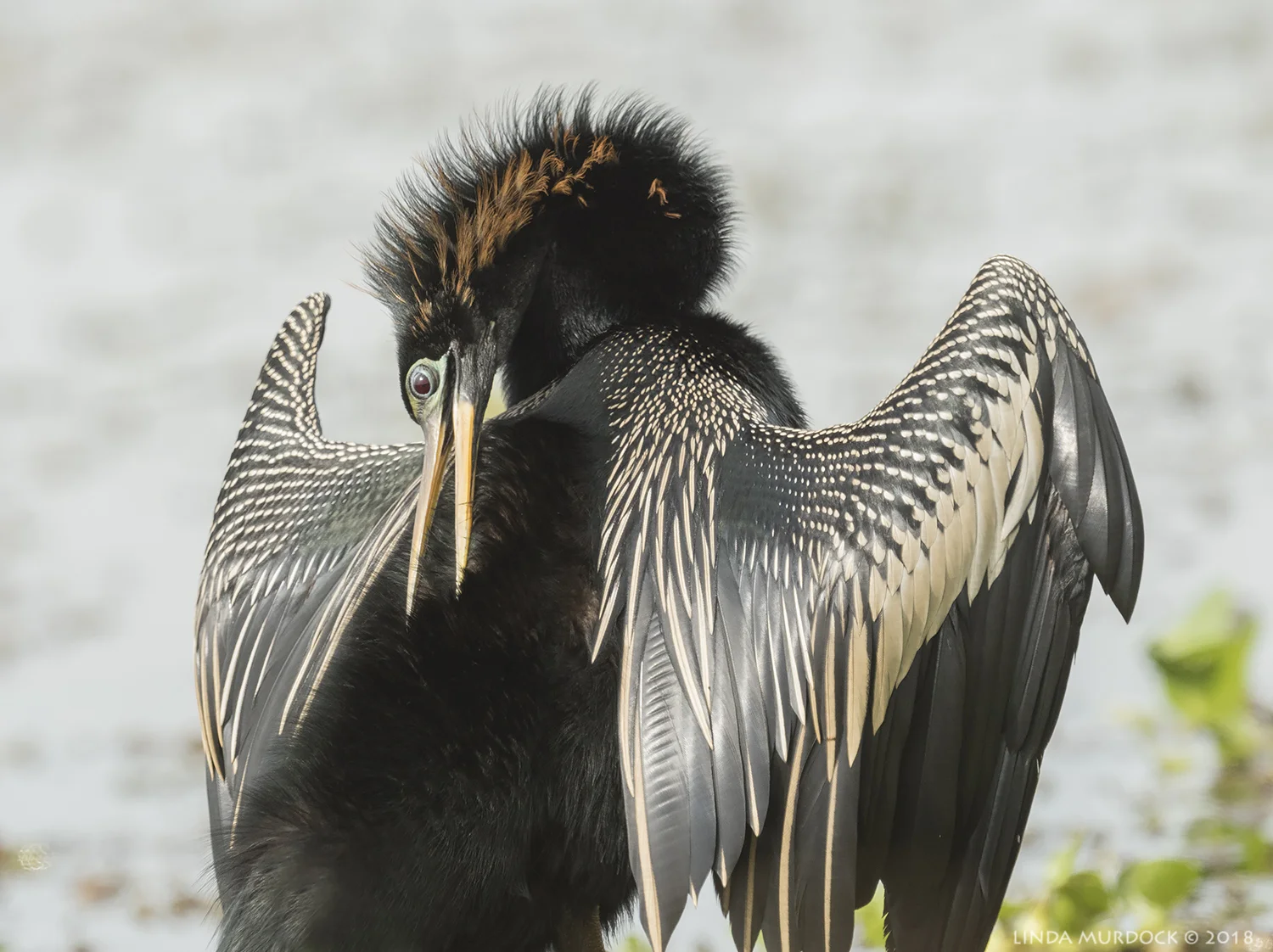 Attention to detail Nikon D810 with NIKKOR 500mm f/4E VR + Nikon 1.4x TC ~ 1/1000 sec f/8.0 ISO 1000; tripod