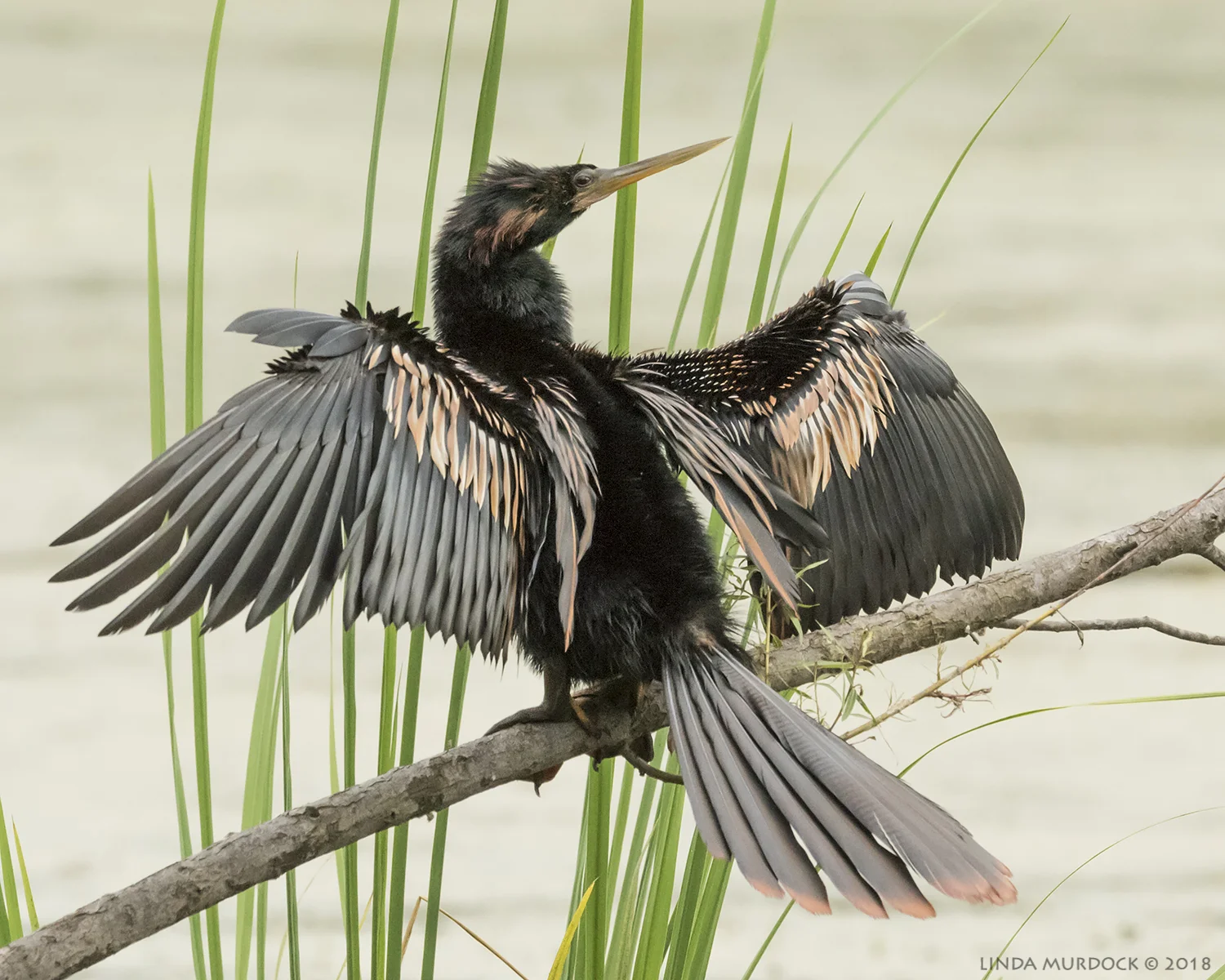 Male Anhinga at Elm Lake Nikon D810 with NIKKOR 500mm f/4E VR ~ 1/800 sec f/10 ISO 2000; tripod