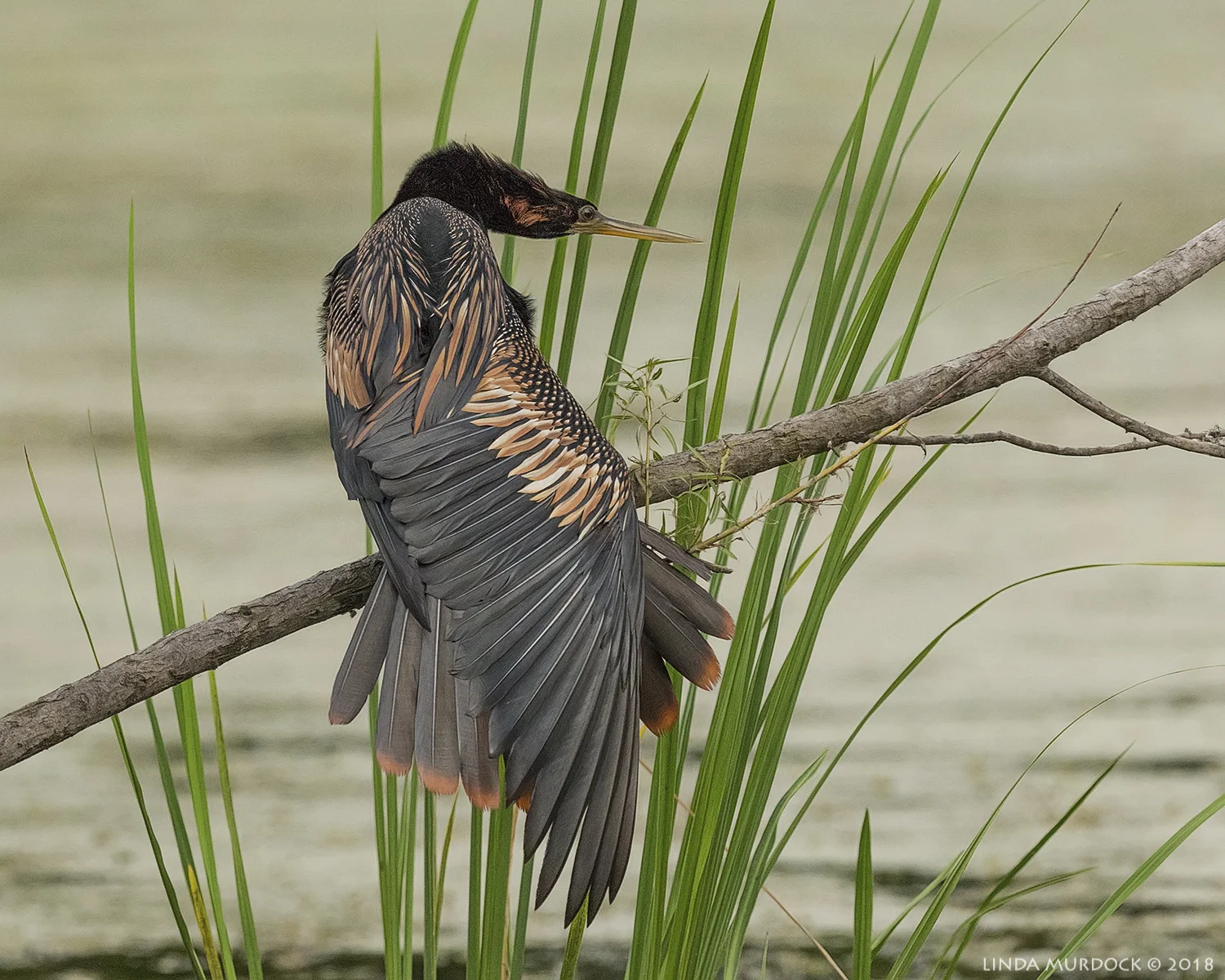 Showing off a wing pattern... Nikon D810 with NIKKOR 500mm f/4E VR ~ 1/1000 sec f/8 ISO 2000; tripod