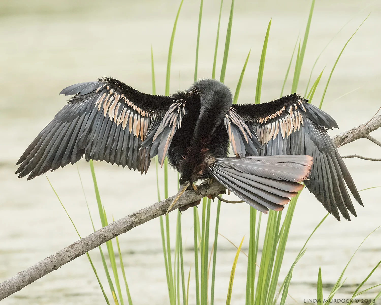 Rubbing his head on the base of his tail Nikon D810 with NIKKOR 500mm f/4E VR ~ 1/800 sec f/9 ISO 2000; tripod