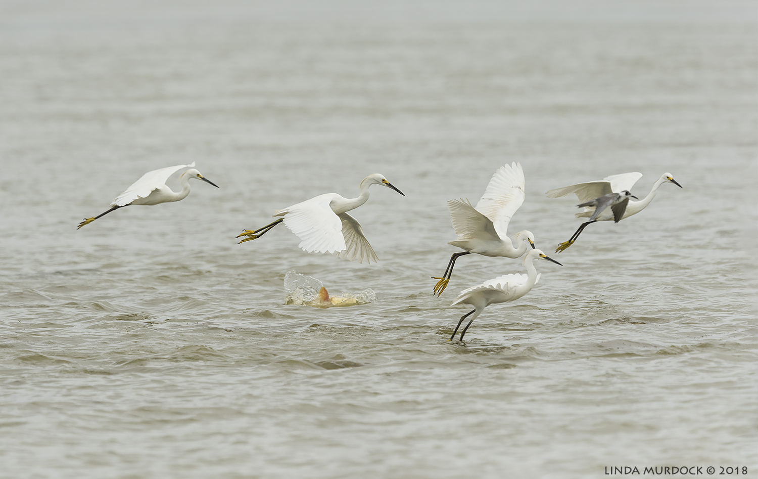 Snowy Egrets collectively fishing... Nikon D810 with NIKKOR 500mm f/4E VR + Nikon 1.4x TC ~ 1/2000 sec f/8.0 ISO 640; braced in truck window
