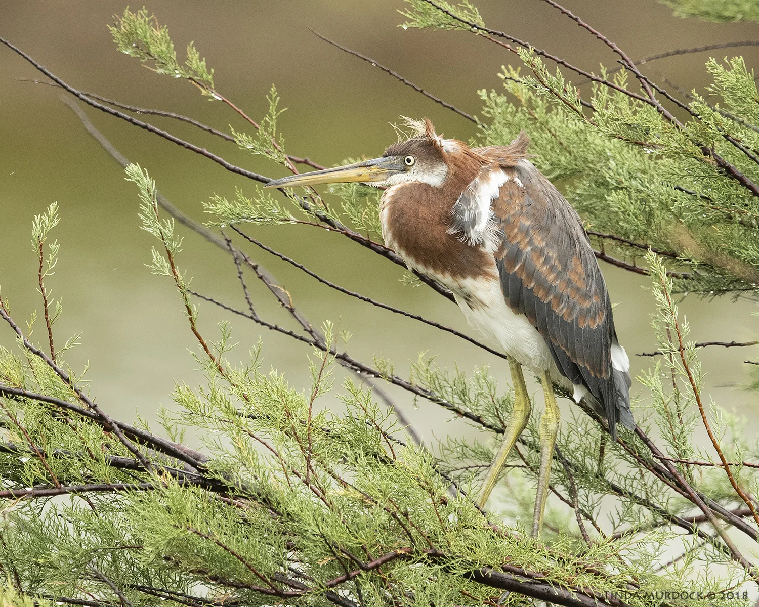 Juvenile Tricolored Heron near nest... Nikon D810 with NIKKOR 500mm f/4E VR + Nikon 1.4x TC ~ 1/1600 sec f/6.3 ISO 2000; braced in truck window