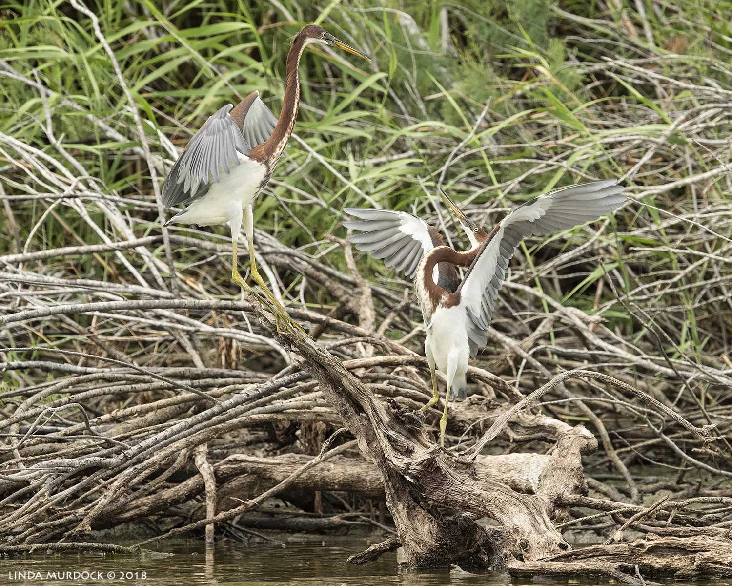 Working on the fishing skills Nikon D810 with NIKKOR 500mm f/4E VR + Nikon 1.4x TC ~ 1/1600 sec f/8.0 ISO 1600; tripod