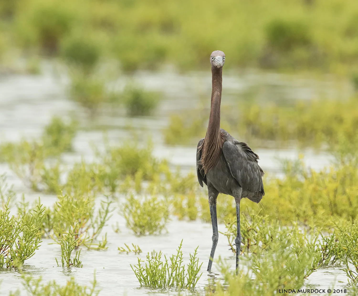 Well, hoomans... whatcha lookin at? Nikon D810 with NIKKOR 500mm f/4E VR + Nikon 1.4x TC ~ 1/2000 sec f/7.1 ISO 1250; braced on truck bed