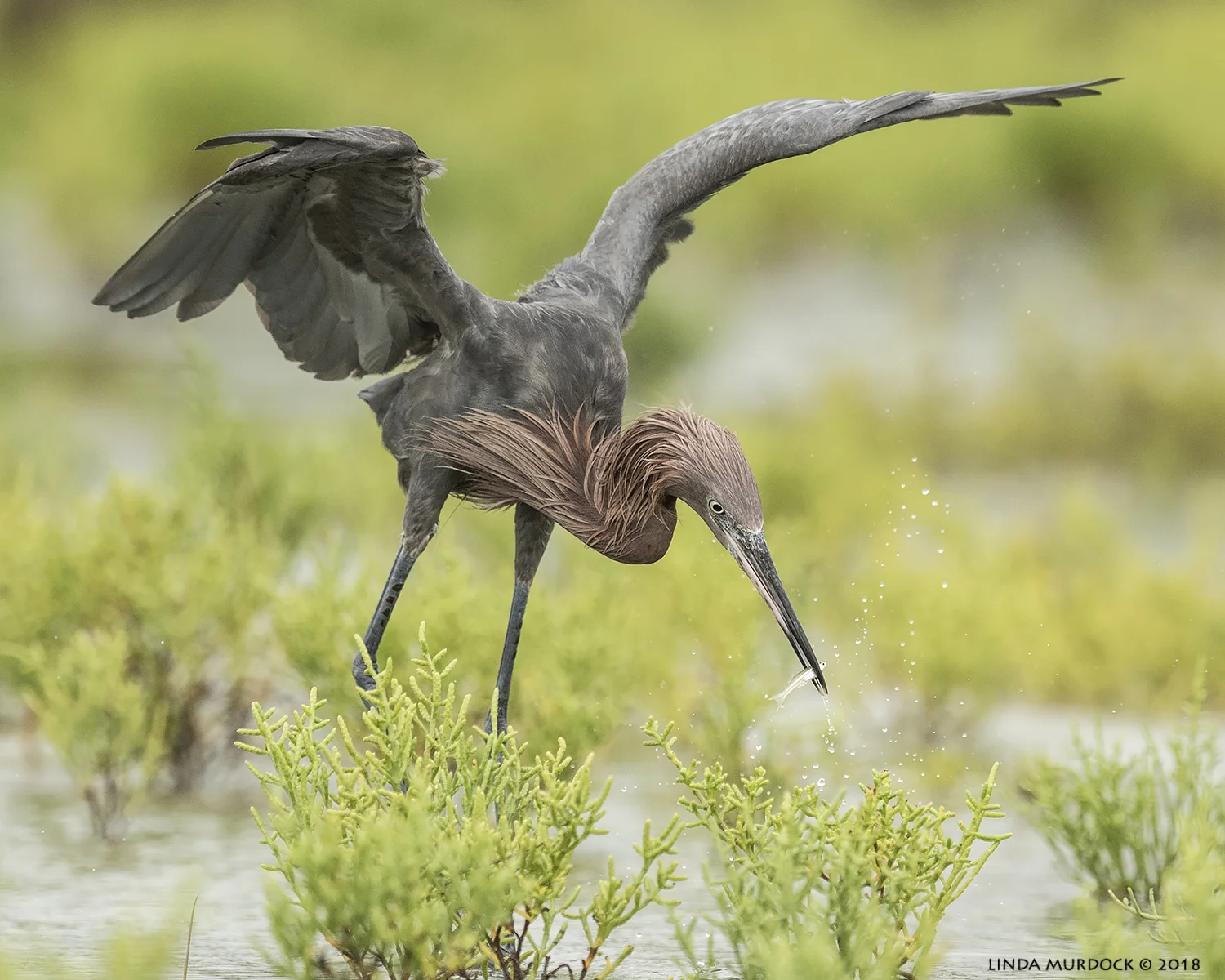 Got it! Nikon D810 with NIKKOR 500mm f/4E VR + Nikon 1.4x TC ~ 1/2000 sec f/6.3 ISO 1600; tripod