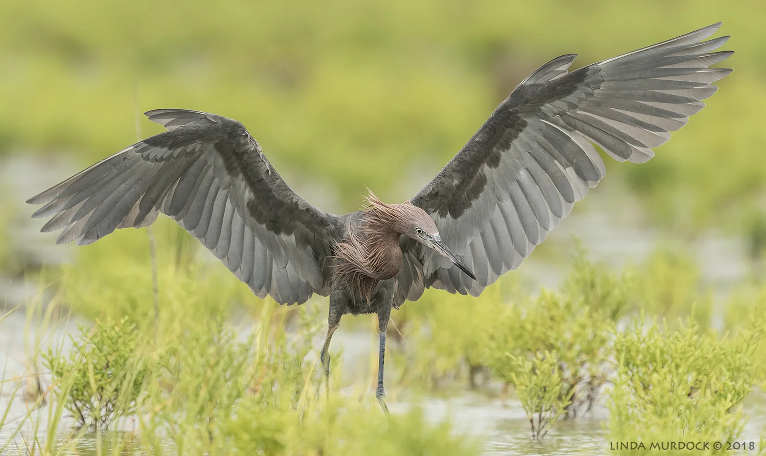 Because I am MAGNIFICENT! Nikon D810 with NIKKOR 500mm f/4E VR + Nikon 1.4x TC ~ 1/2000 sec f/6.3 ISO 1600; tripod