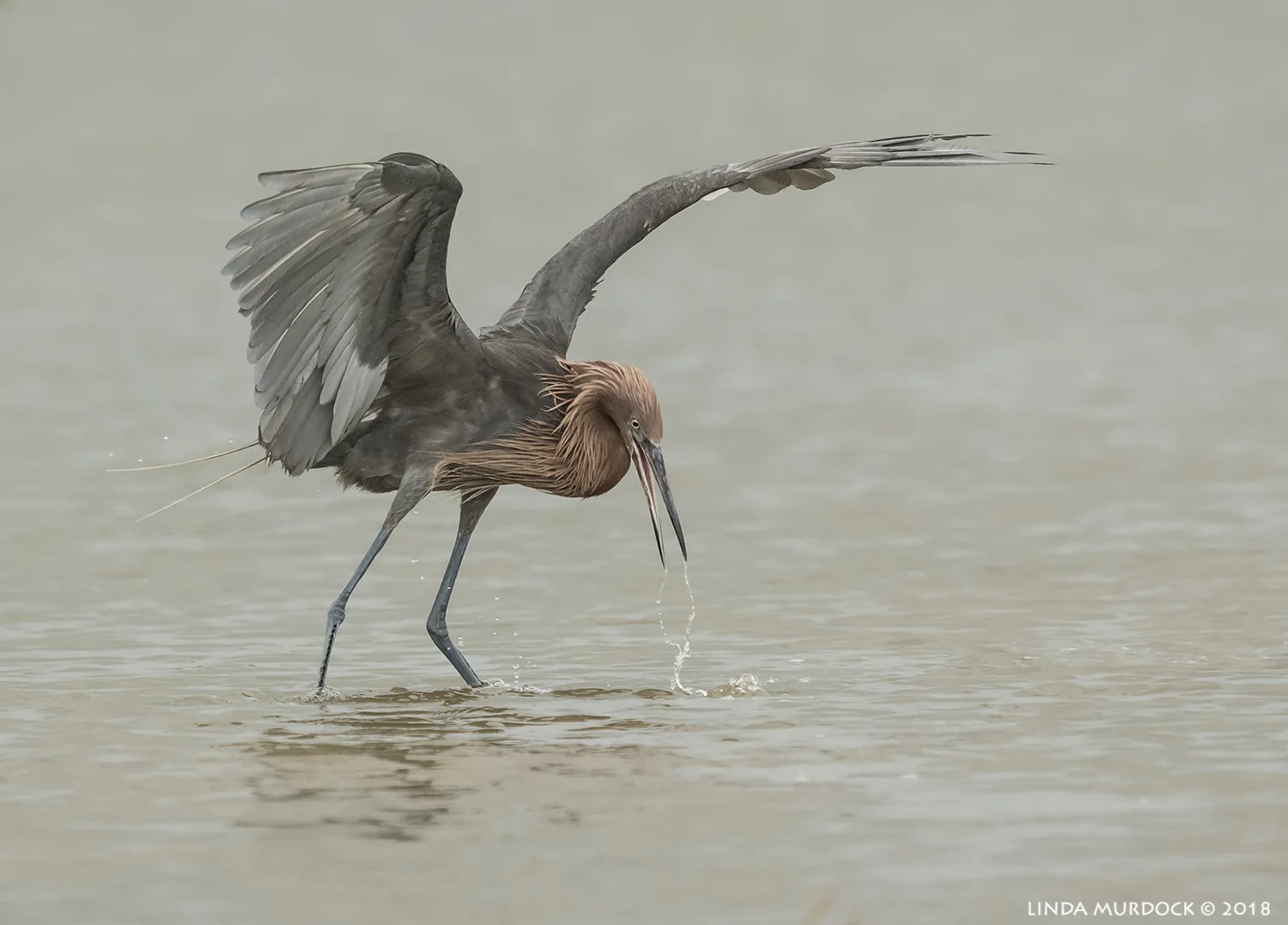 ummm... I have room to spread out here! Nikon D810 with NIKKOR 500mm f/4E VR + Nikon 1.4x TC ~ 1/2000 sec f/6.3 ISO 2400; tripod