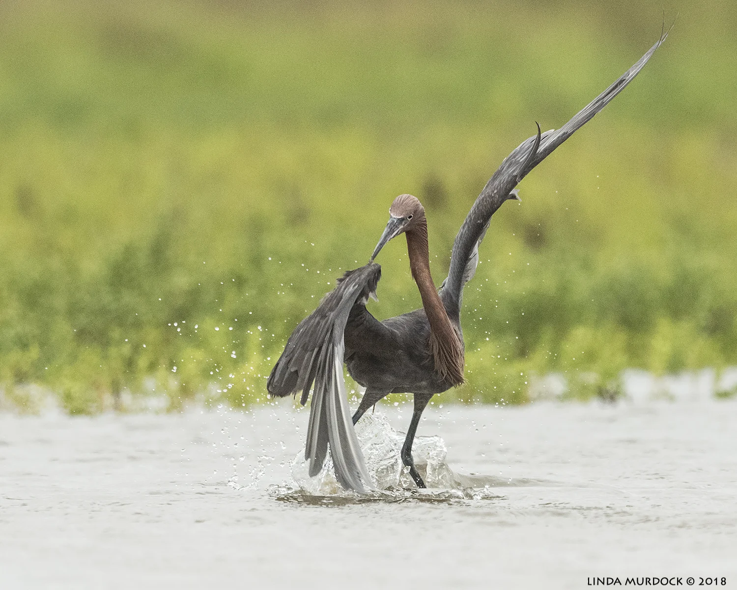 And those danged fishes will not get away from me! Nikon D810 with NIKKOR 500mm f/4E VR + Nikon 1.4x TC ~ 1/2000 sec f/6.3 ISO 3200; tripod