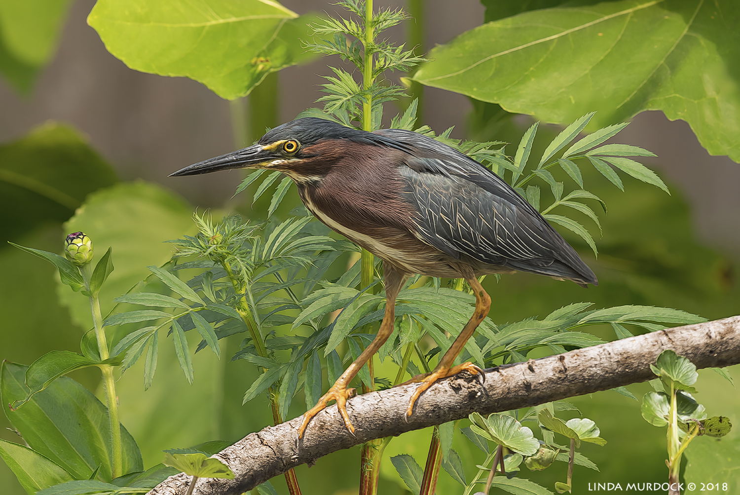 Composite Green Heron imported to Sugar Land