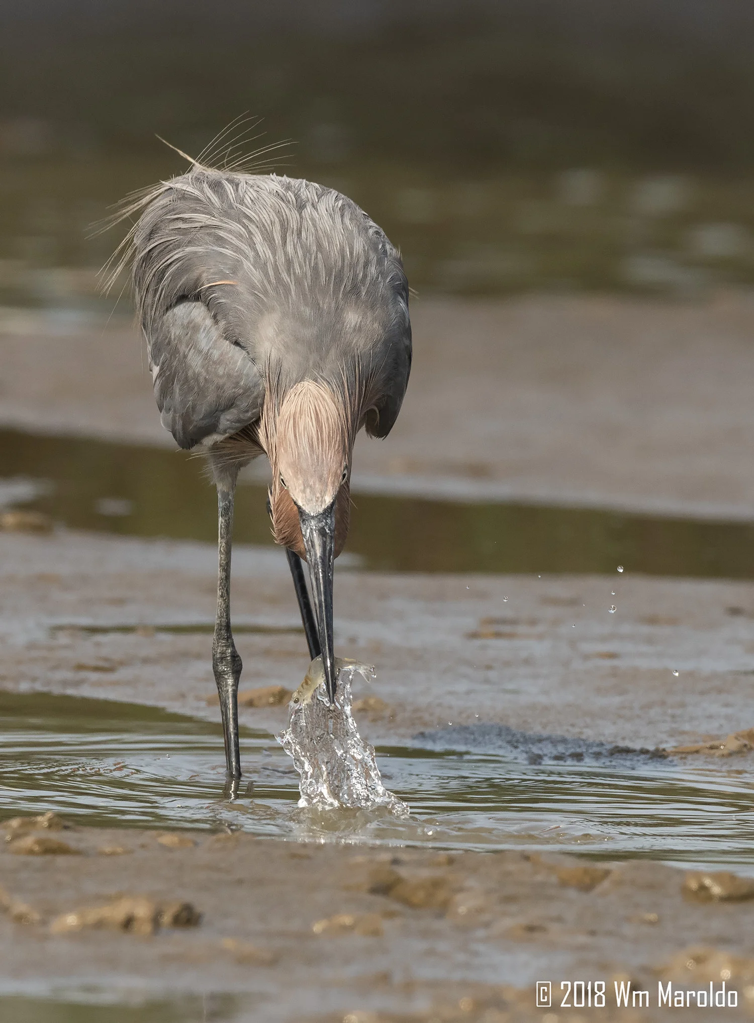 Shrimp and splash Nikon D850 with NIKKOR 600mm f/4E VR ~ 1/2000 sec f/8.0 ISO 1000; tripod