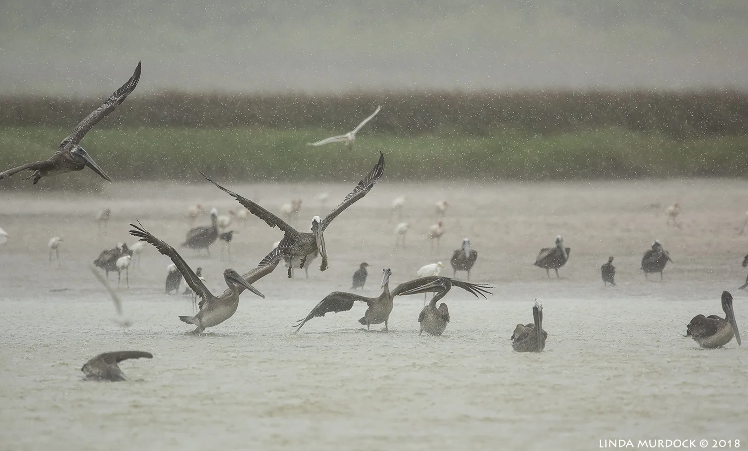 Brown Pelicans having a party Nikon D810 with NIKKOR 500mm f/4E VR + Nikon 1.7x TC ~ 1/2000 sec f/6.7 ISO 1600; braced in passenger window