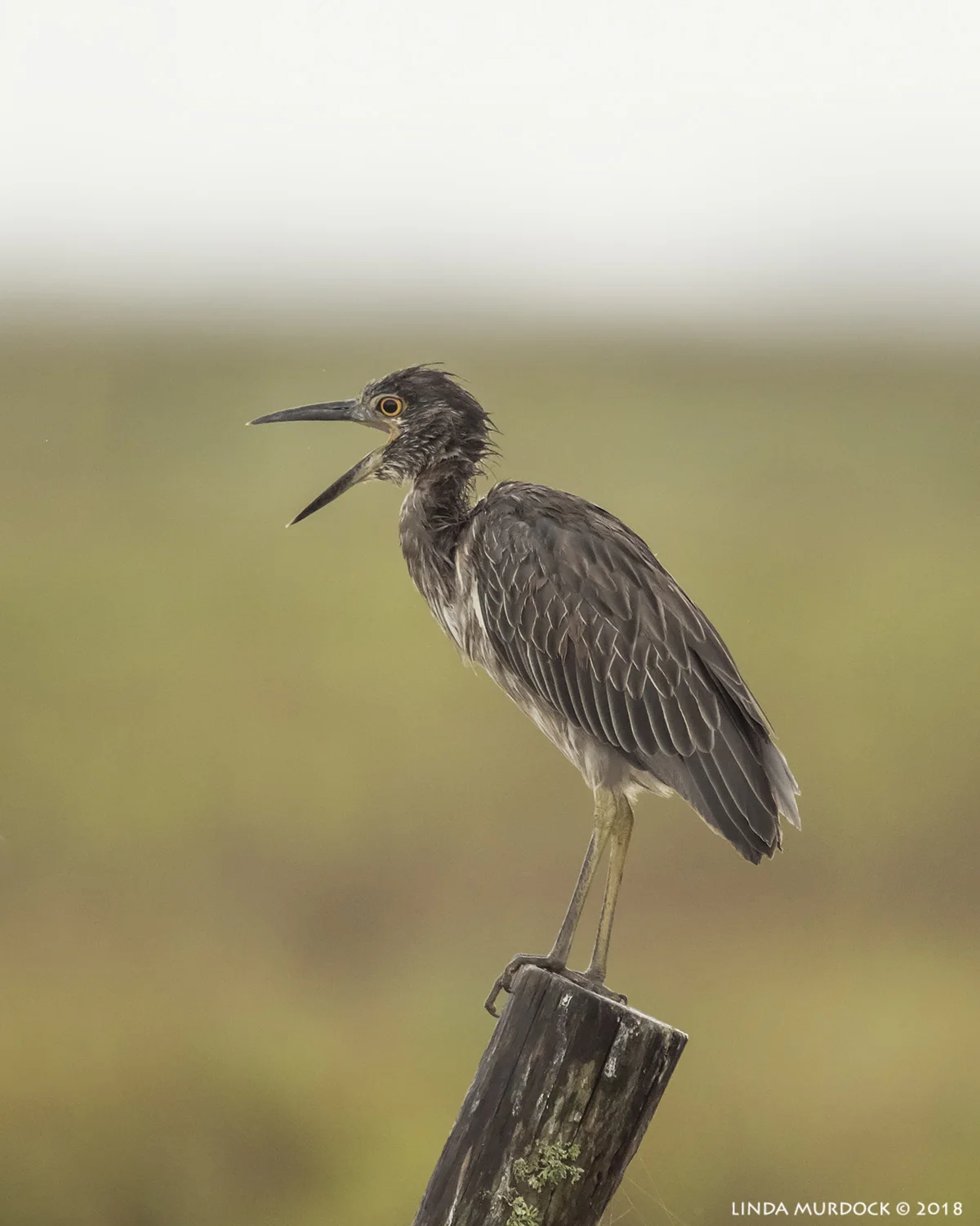 Young Yellow-crowned Night Heron at the edge of the coast Nikon D810 with NIKKOR 500mm f/4E VR + Nikon 1.7x TC ~ 1/2000 sec f/6.7 ISO 2000; braced in passenger window