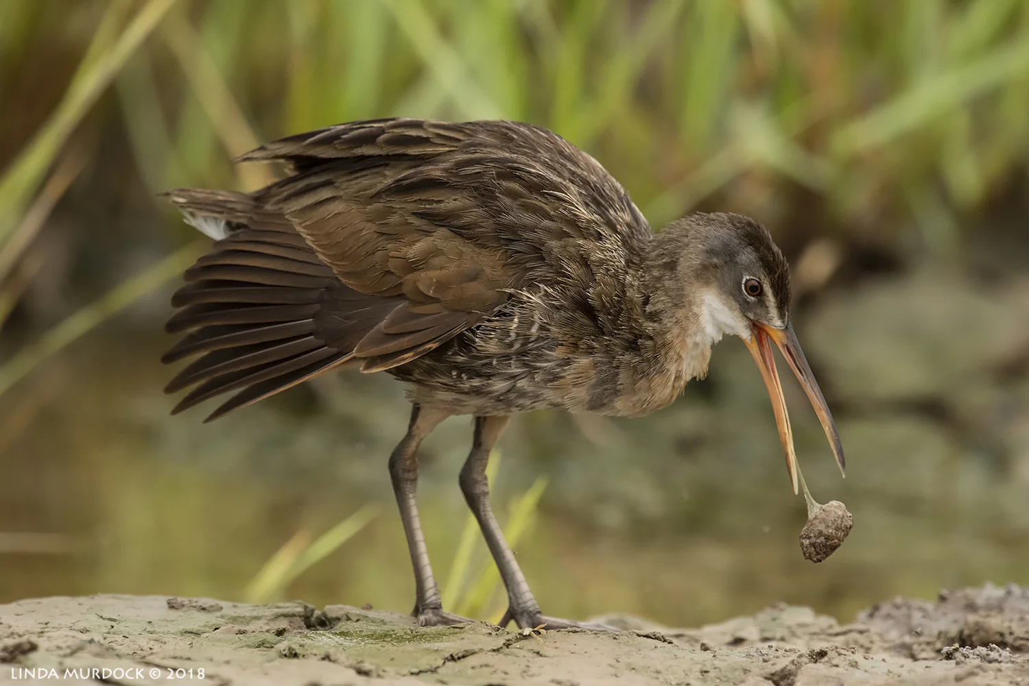Hacking up a big pellet... Nikon D810 with NIKKOR 500mm f/4E VR + Nikon 1.7x TC ~ 1/1600 sec f/8.0 ISO 2000; tripod