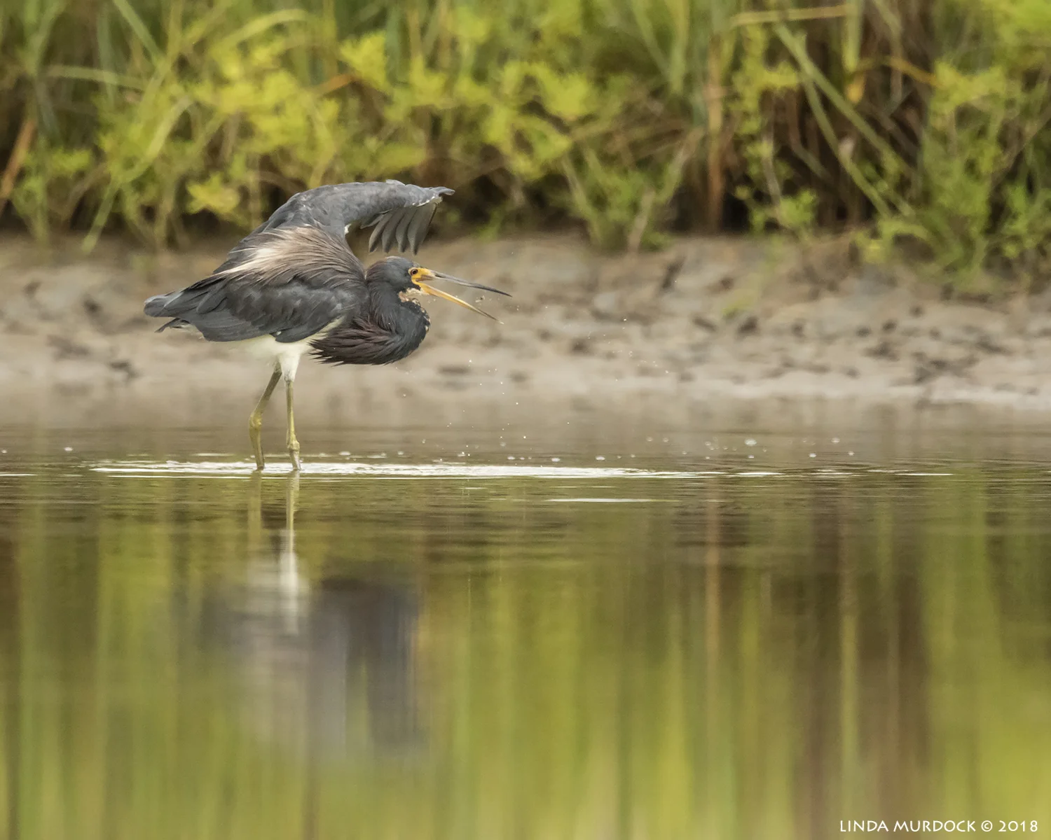 Tricolored Heron with tiny fish Nikon D810 with NIKKOR 500mm f/4E VR + Nikon 1.7x TC ~ 1/1250 sec f/6.7 ISO 3200; tripod