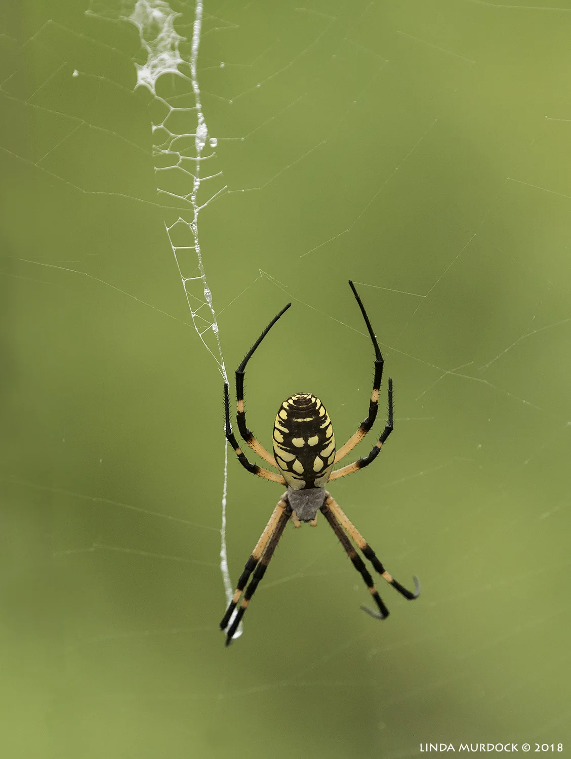 Black and Yellow Garden Spider or Golden Orb Nikon D810 with NIKKOR 300mm f/4E PF ED VR + Nikon 1.4x TC ~ 1/1000 sec f/6.3 ISO 1600; hand-held