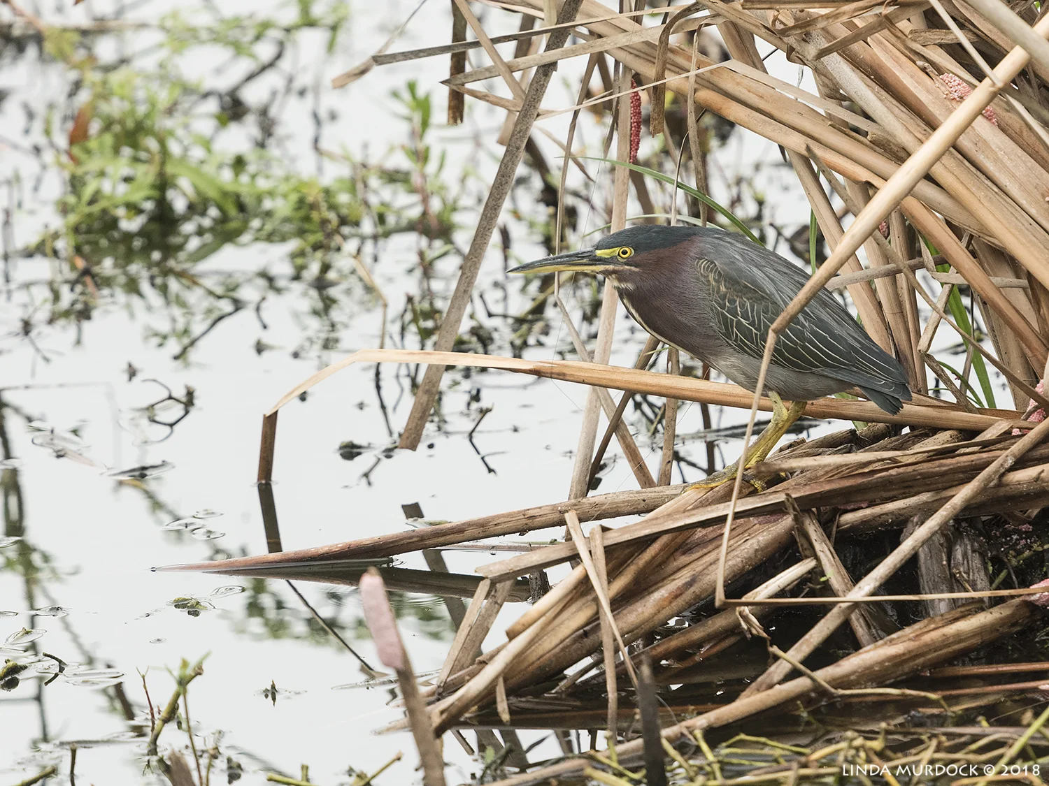 Green Heron imitating a statue Nikon D810 with NIKKOR 300mm f/4E PF ED VR + Nikon 1.4x TC ~ 1/1250 sec f/6.3 ISO 1600; hand-held