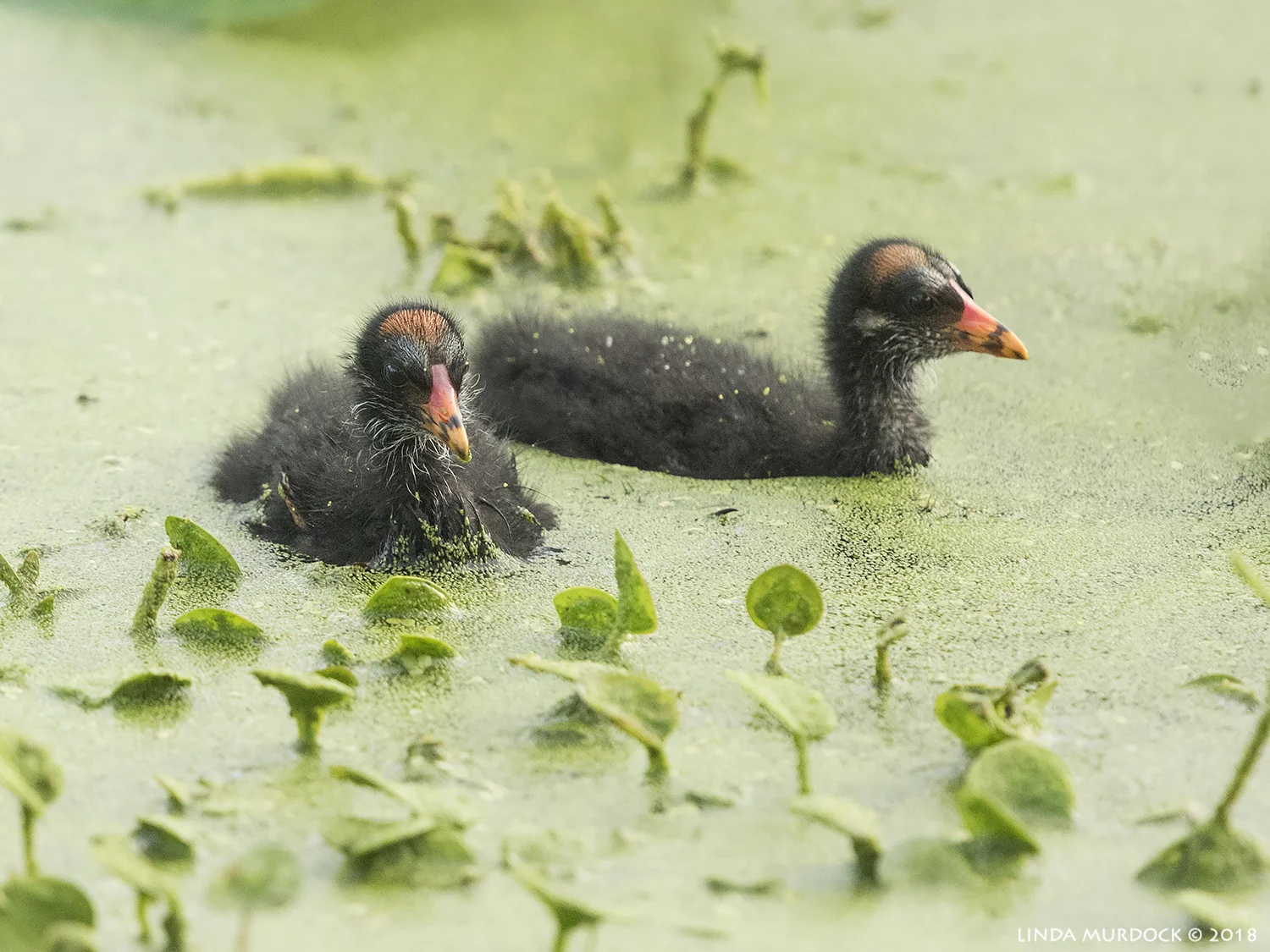 Two tiny chicks in this big world Nikon D810 with NIKKOR 300mm f/4E PF ED VR + Nikon 1.4x TC ~ 1/1250 sec f/6.3 ISO 2000; hand-held