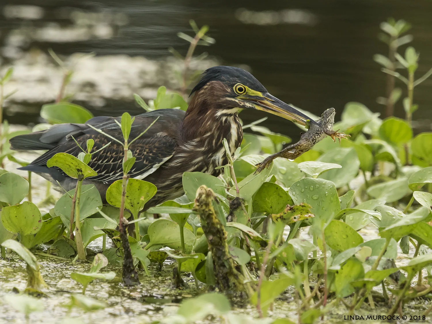 oh boy oh boy look what I got! Nikon D810 with NIKKOR 500mm f/4E VR + Nikon 1.7x TC ~ 1/800 sec f/8.0 ISO 1250; tripod
