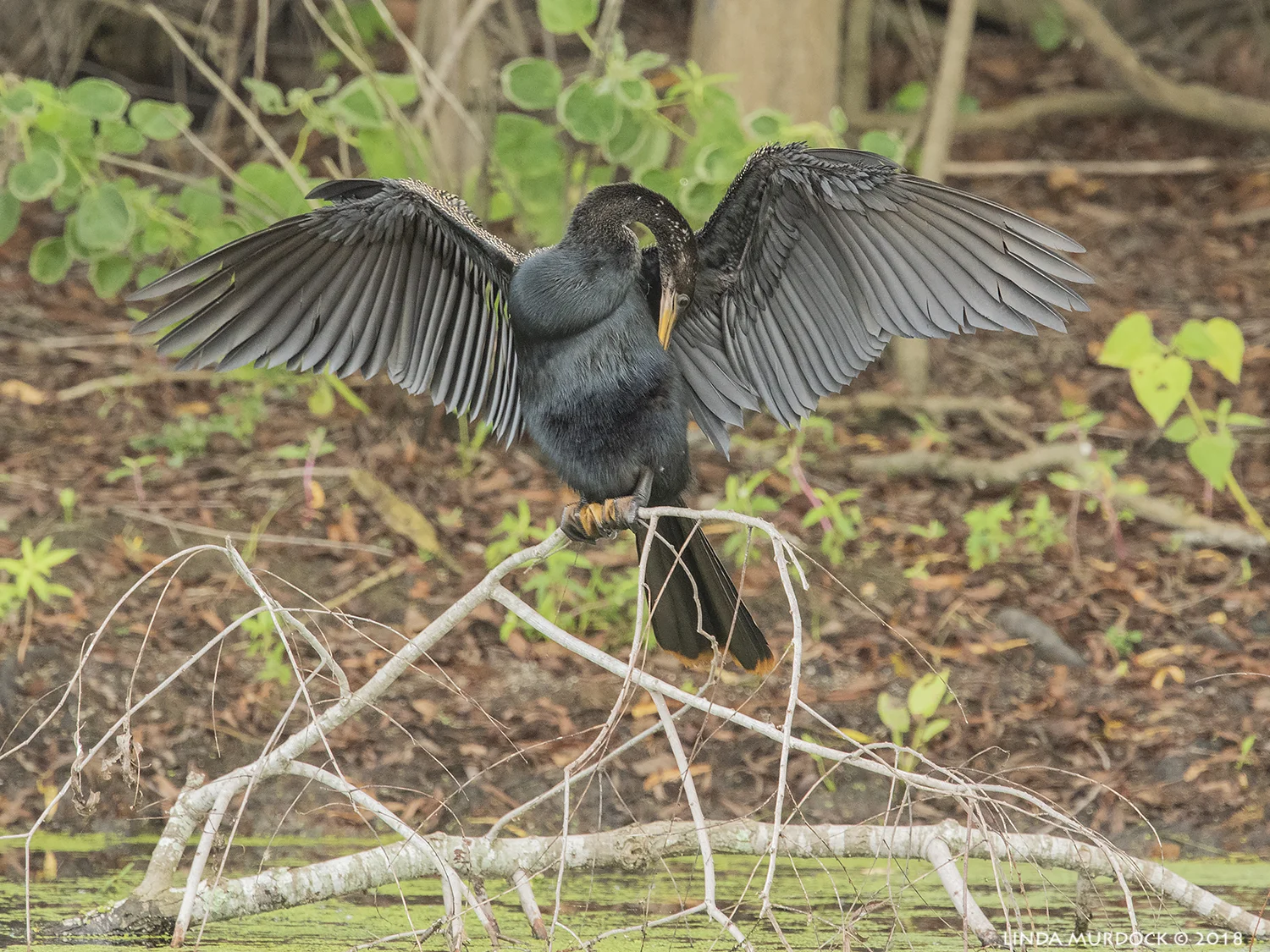 Nikon D810 with NIKKOR 500mm f/4E VR + Nikon 1.7x TC ~ 1/200 sec f/8.0 ISO 2500; tripod
