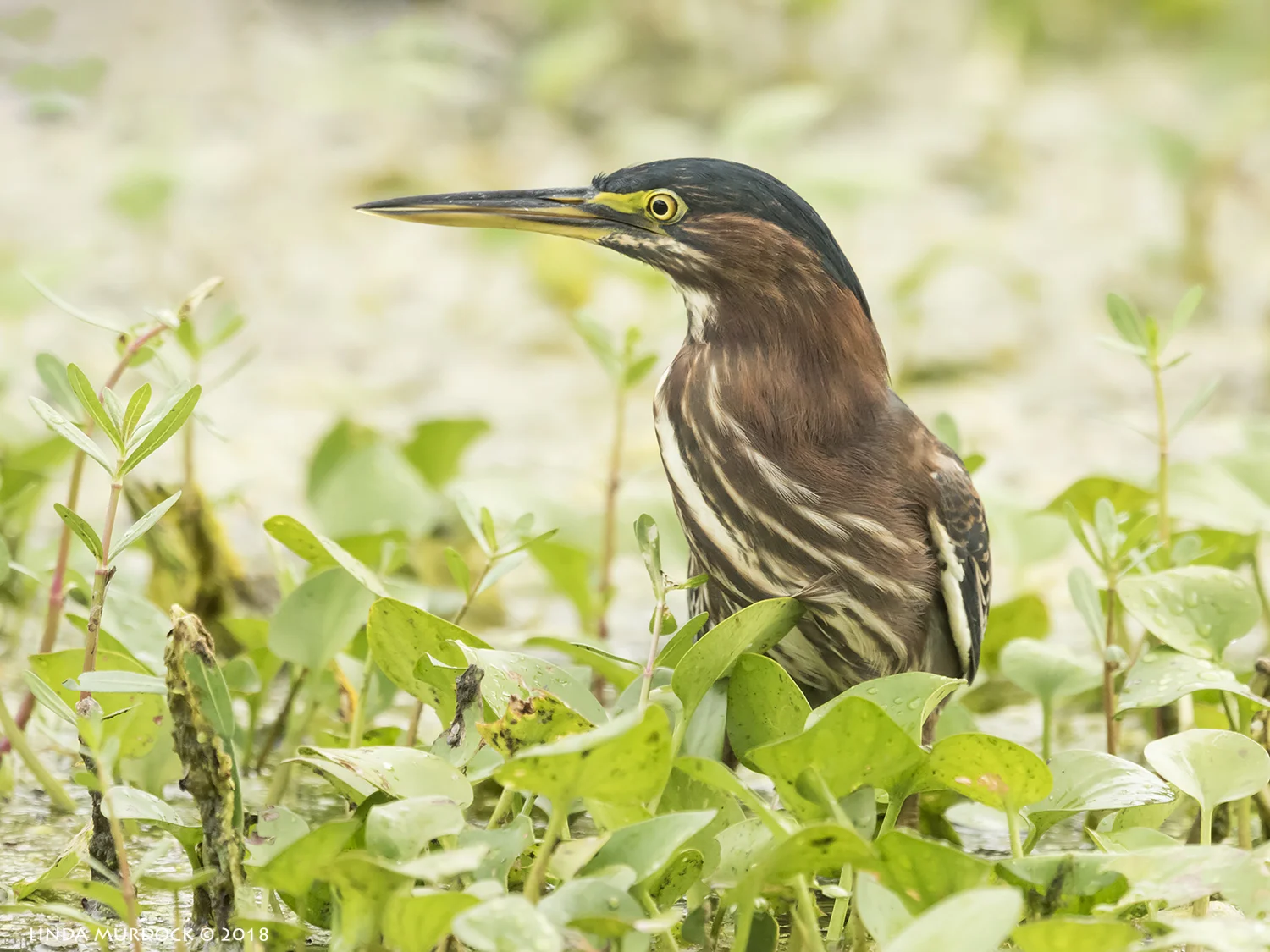And do you like this profile? Nikon D810 with NIKKOR 500mm f/4E VR + Nikon 1.7x TC ~ 1/800 sec f/7.1 ISO 2500; tripod
