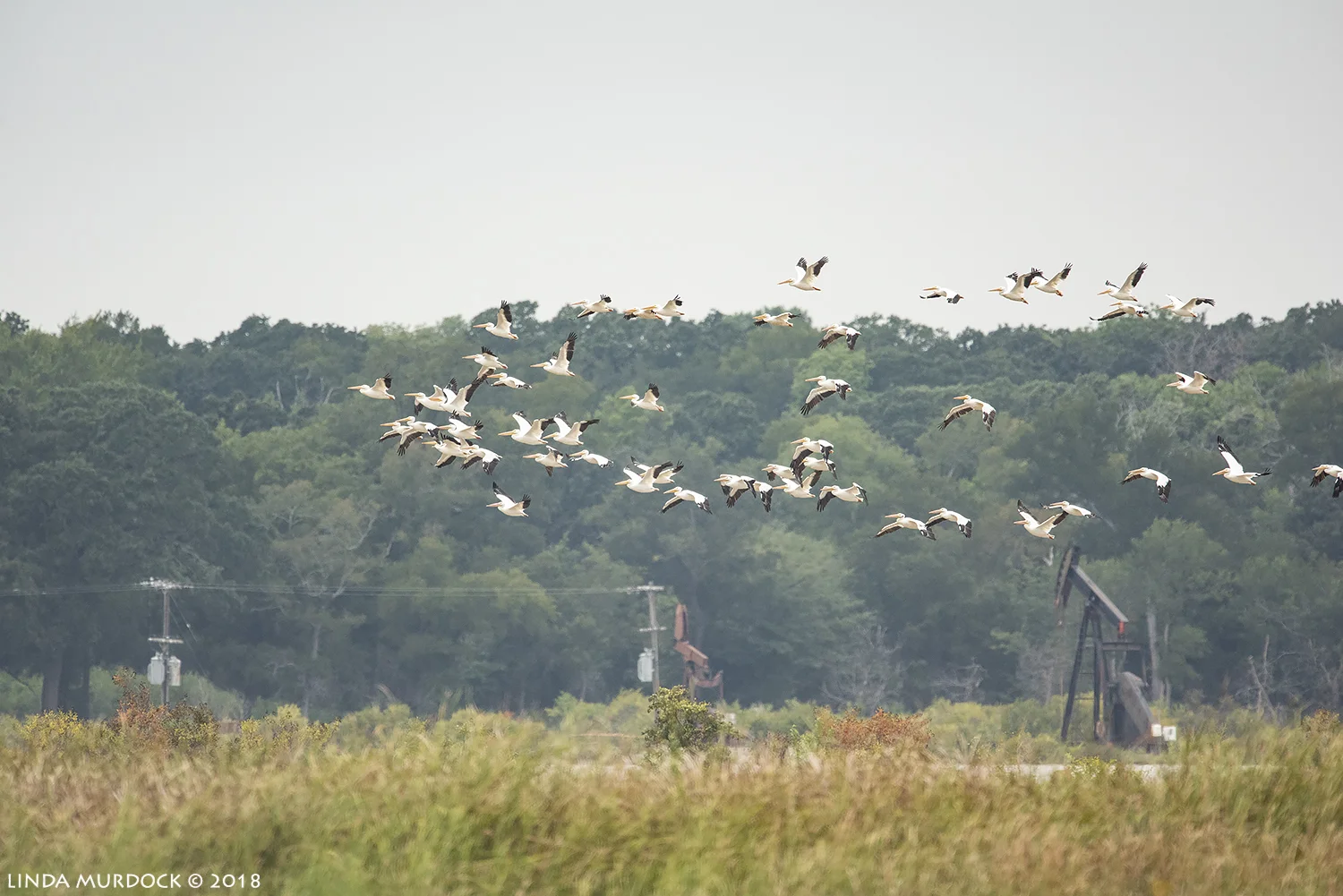 White Pelicans on their way south for the winter Nikon D810 with NIKKOR 500mm f/4E VR + Nikon 1.7x TC ~ 1/1250 sec f/7.1 ISO 1600; hand-held