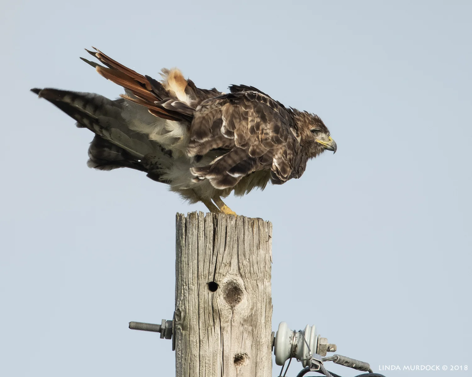 One-eyed hawk surveys his kingdom Nikon D810 with NIKKOR 500mm f/4E VR + Nikon 1.7x TC ~ 1/2000 sec f/7.1 ISO 800; hand-held