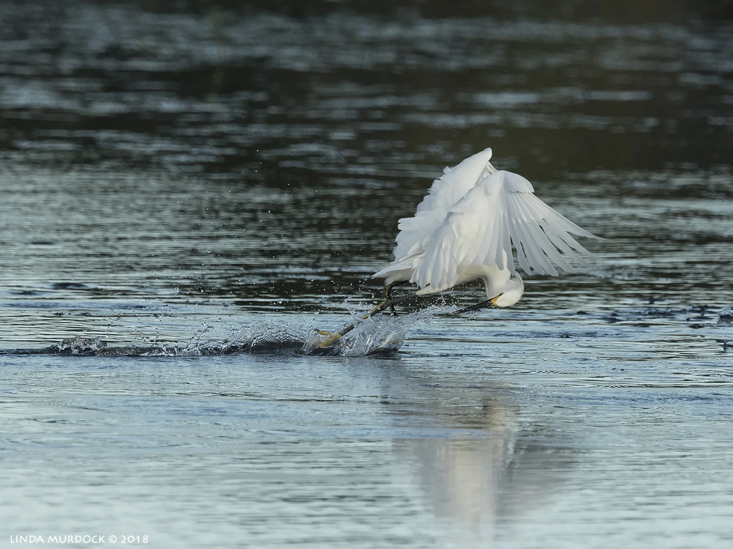 Snow Egret making a challenge for my new auto-focus Nikon D850 with NIKKOR 500mm f/4E VR + Nikon 1.4x TC ~ 1/2500 sec f/7.1 ISO 1000; tripod