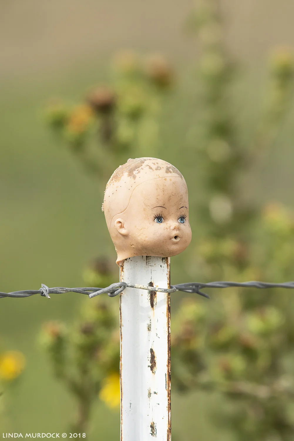 Nikon D810 with NIKKOR 300mm f/4E PF ED VR + Nikon 1.4x TC ~ 1/1250 sec f/10.0 ISO 1000; hand-held