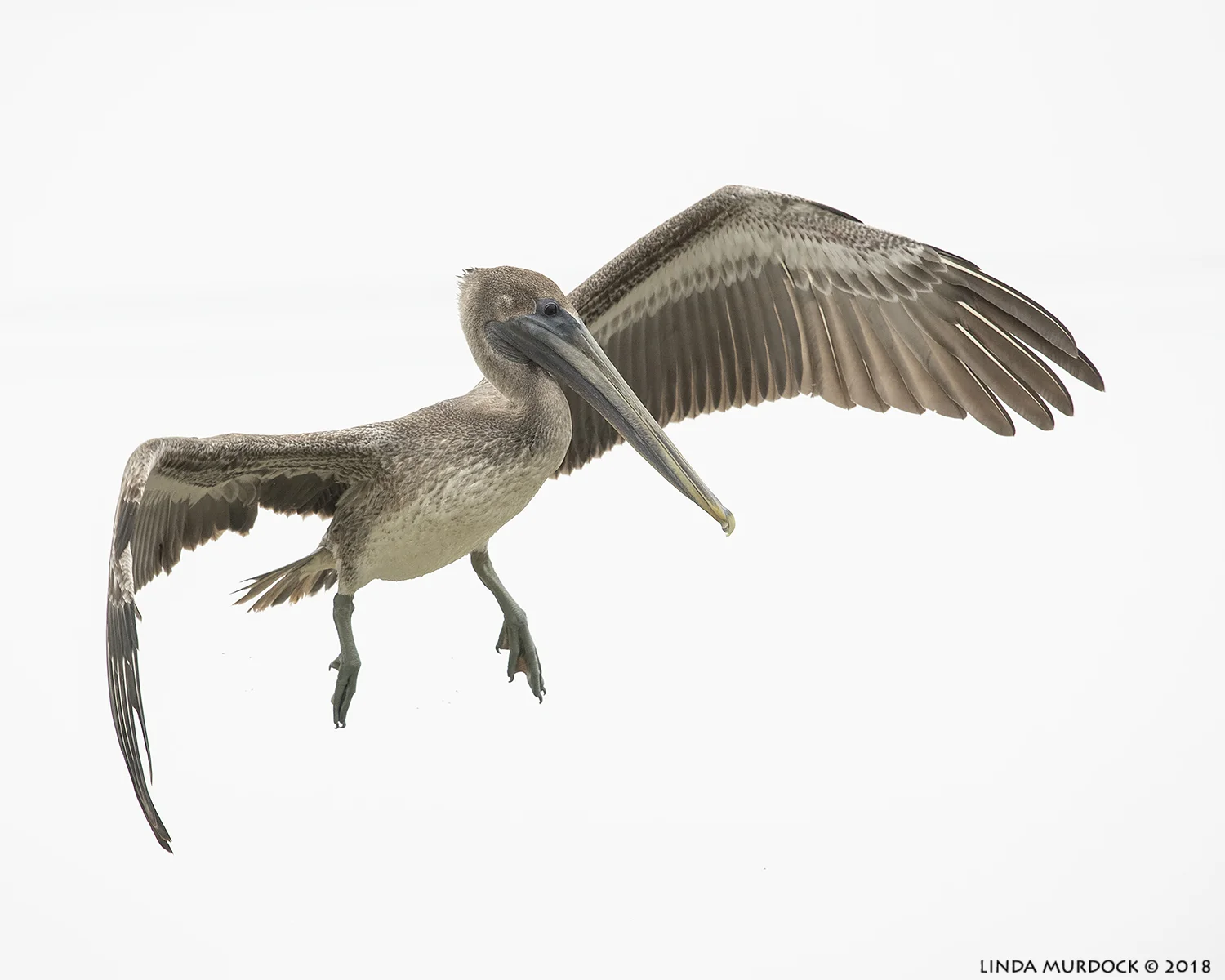Young Brown Pelican aloft Nikon D850 with NIKKOR 300mm f/4E PF ED VR ~ 1/2500 sec f/6.3 ISO 1600; hand-held