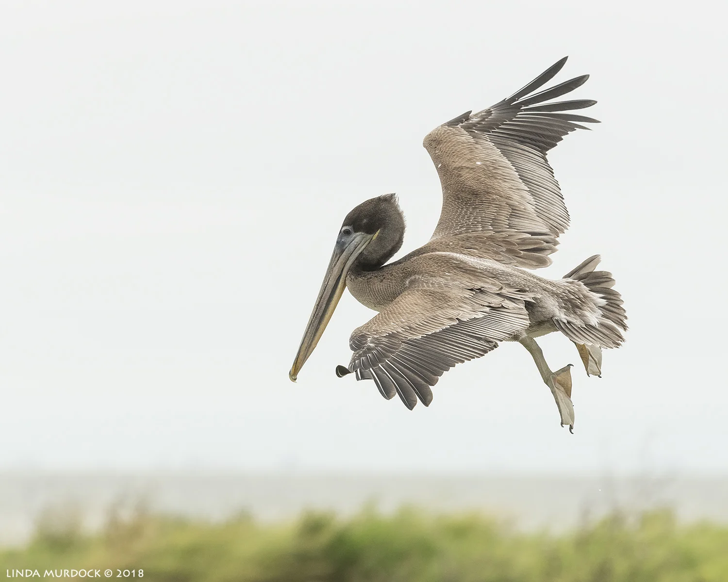 Young Brown Pelican looking for a place to land Nikon D850 with NIKKOR 300mm f/4E PF ED VR ~ 1/2000 sec f/7.1 ISO 1600; hand-held