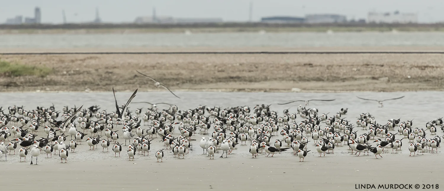 Skimmer crowd Nikon D850 with NIKKOR 300mm f/4E PF ED VR ~ 1/2500 sec f/6.3 ISO 1250; hand-held