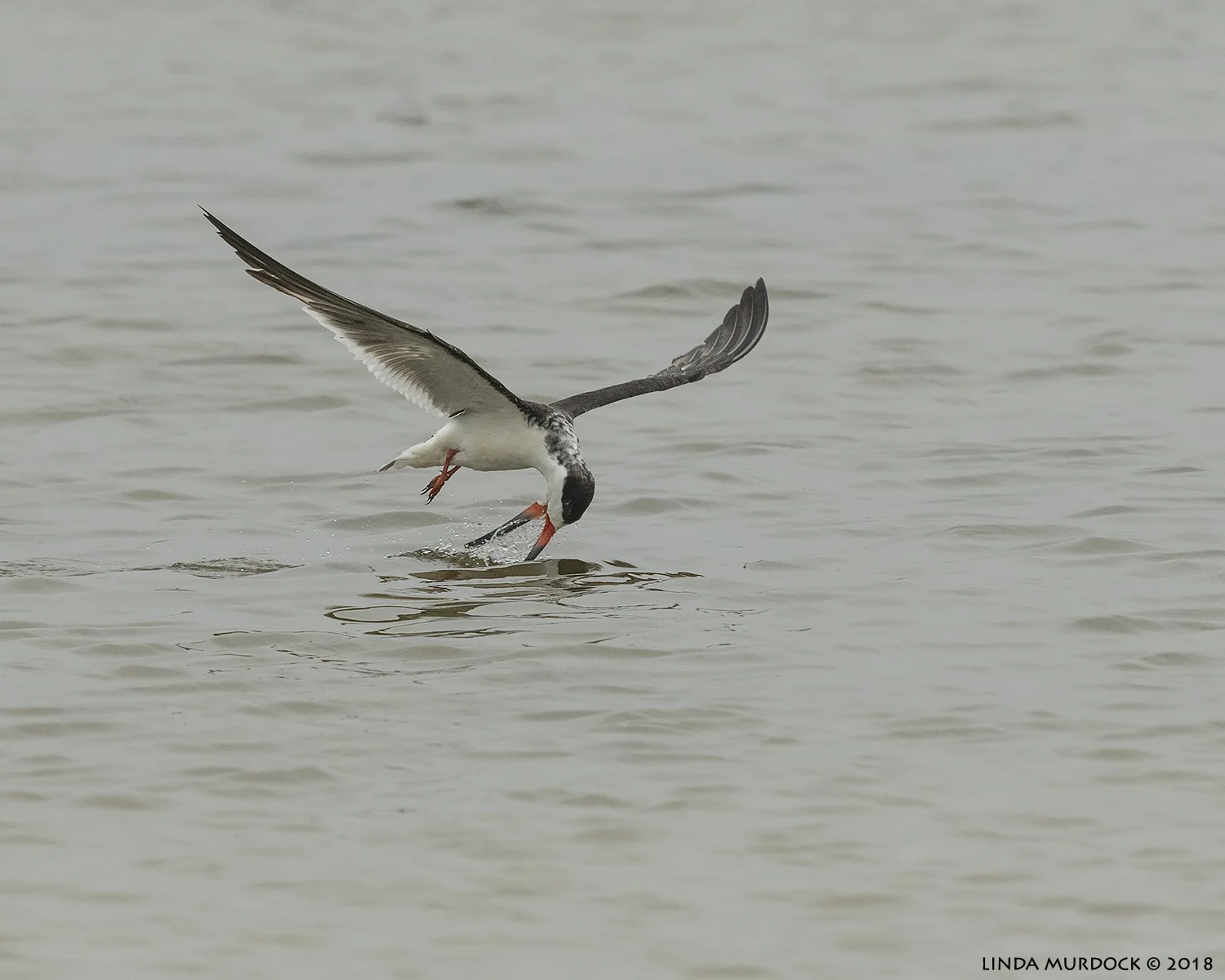 Black Skimmer almost getting something Nikon D850 with NIKKOR 300mm f/4E PF ED VR ~ 1/2500 sec f/7.1 ISO 1000; hand-held