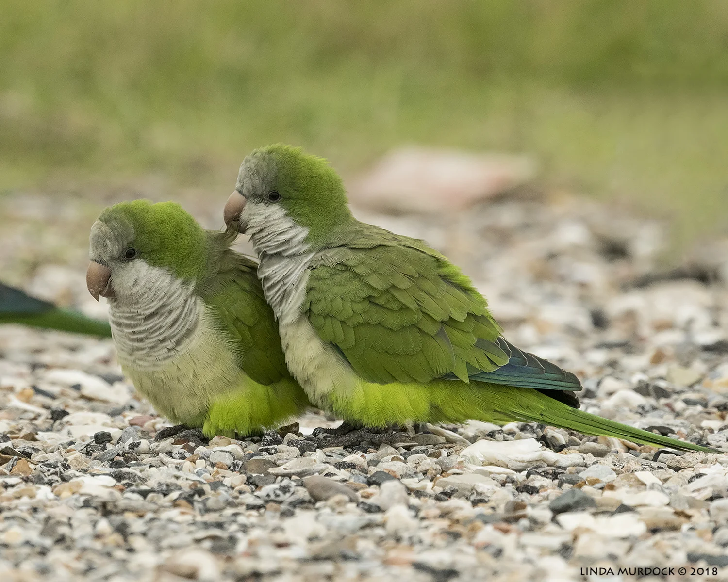 How sweet is this? Nikon D850 with NIKKOR 500mm f/4E VR ~ 1/2000 sec f/7.1 ISO 1600; braced on truck window