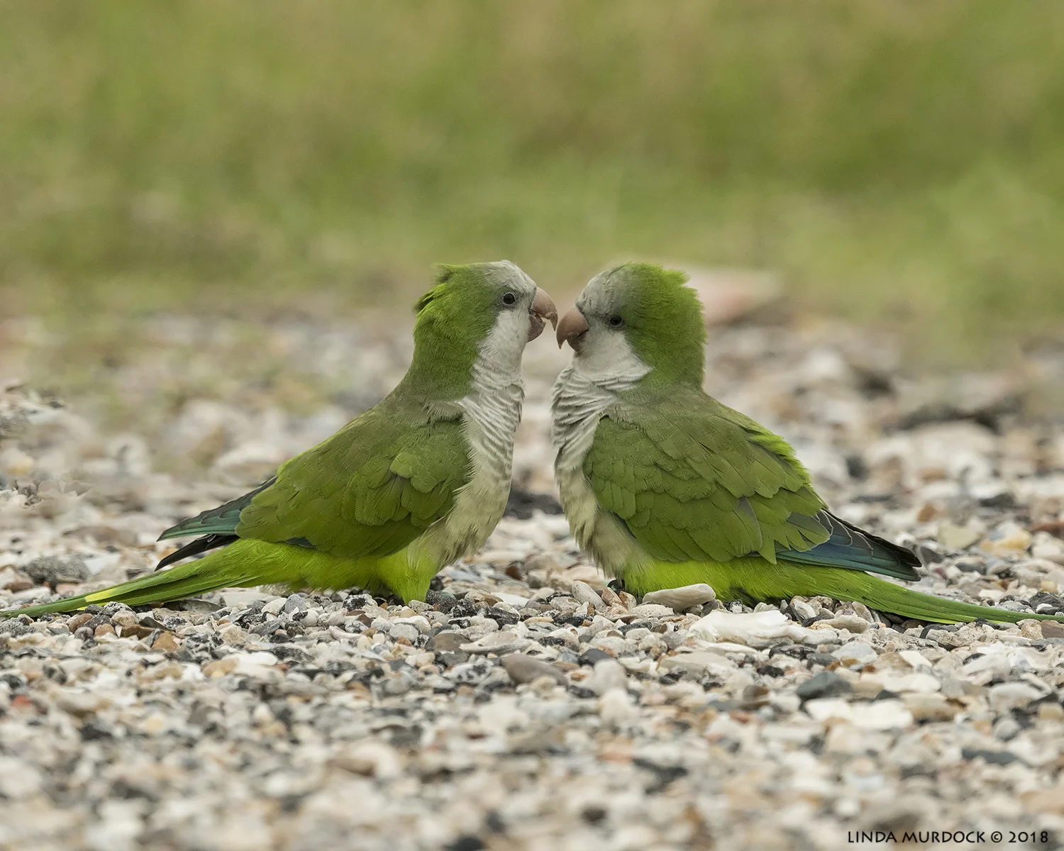 Um… back off a bit, buddy Nikon D850 with NIKKOR 500mm f/4E VR ~ 1/2000 sec f/7.1 ISO 1600; braced on truck window