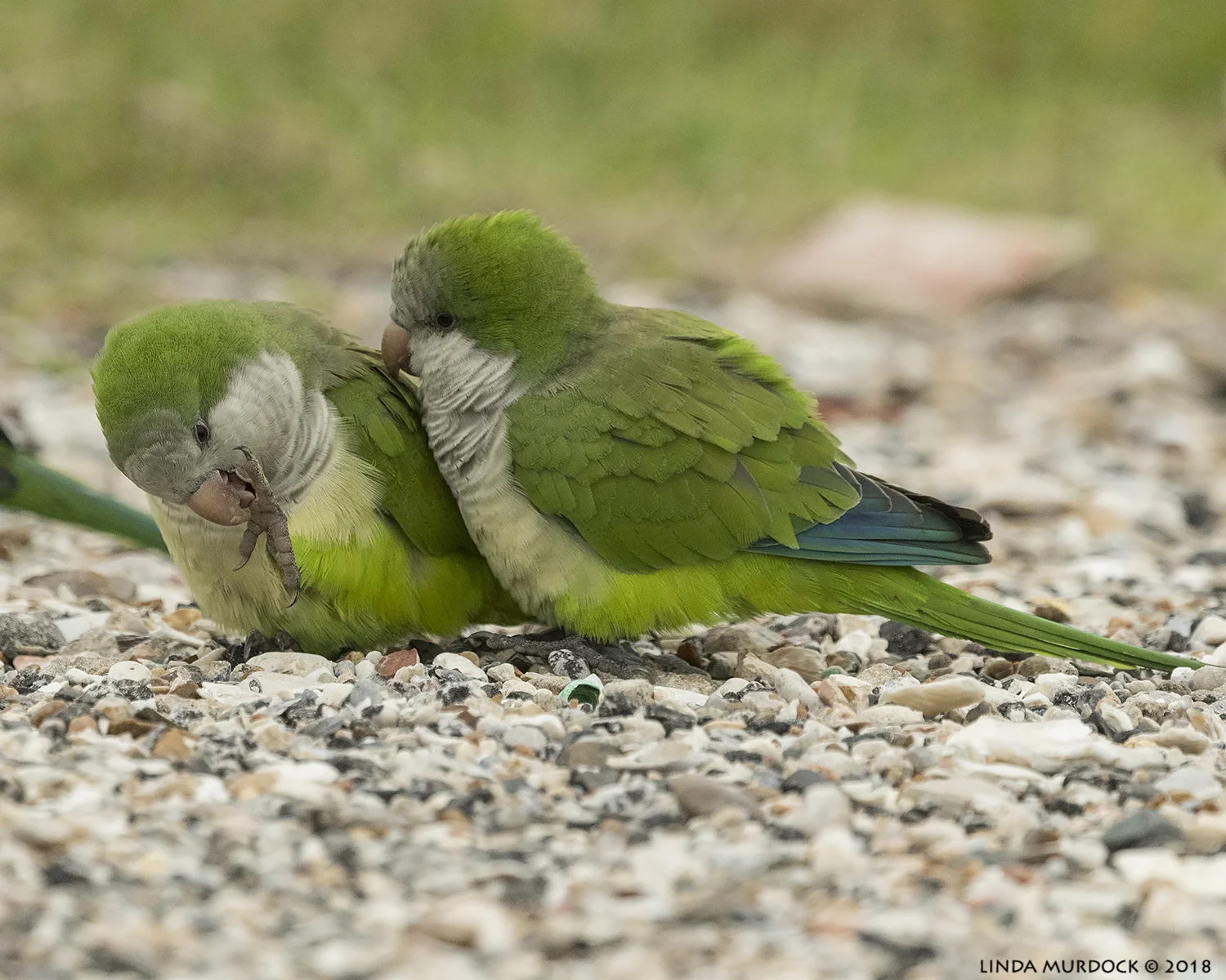 Alright already. I will just kiss you a little more Nikon D850 with NIKKOR 500mm f/4E VR ~ 1/2000 sec f/7.1 ISO 1600; braced on truck window